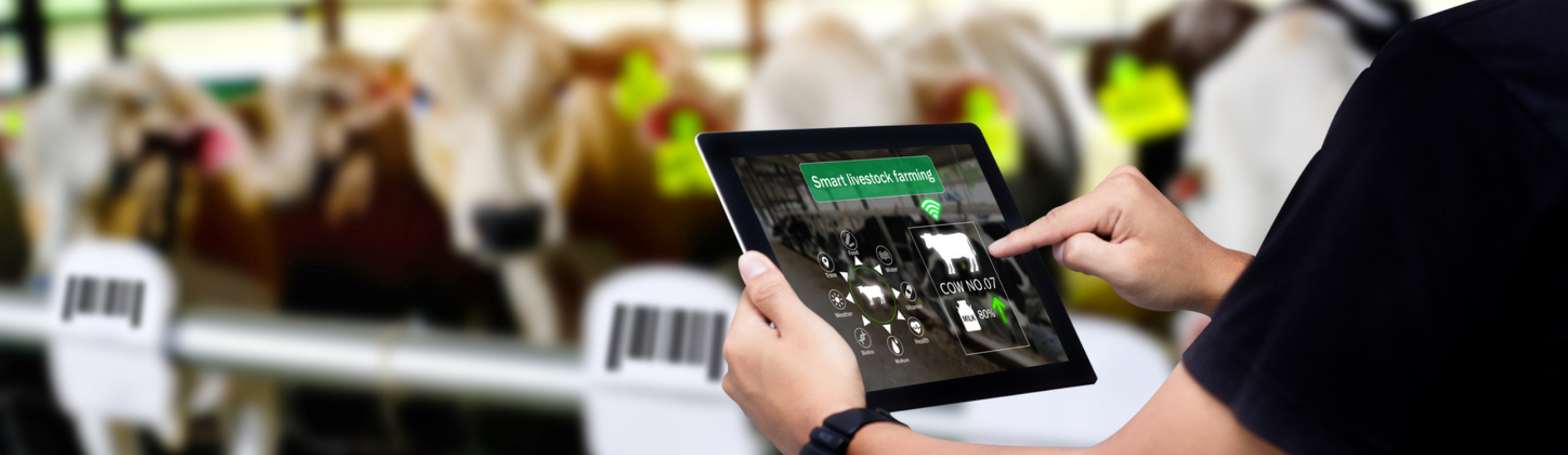 KI für den Agrarsektor: Wie Künstliche Intelligenz das Herdenmanagement optimiert