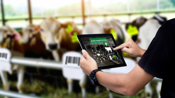 KI für den Agrarsektor: Wie Künstliche Intelligenz das Herdenmanagement optimiert